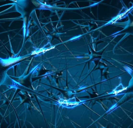 ¿Cual es la función de las organizaciones voluntarias?